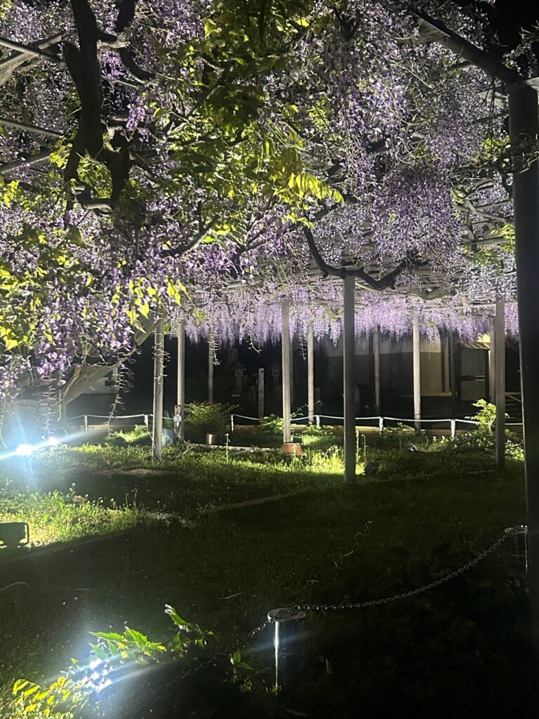 当たり前じゃない春の景色