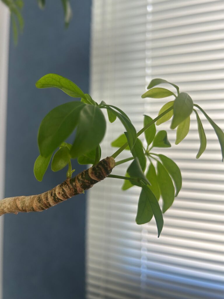 ワンモアと一緒に育つ、もう一人の家族